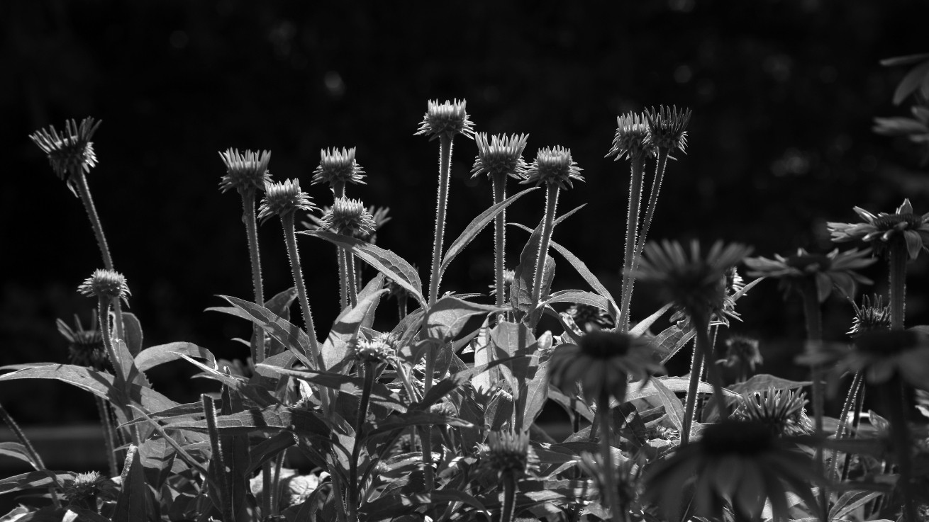 2015 06 29 HTP 000000406ebw